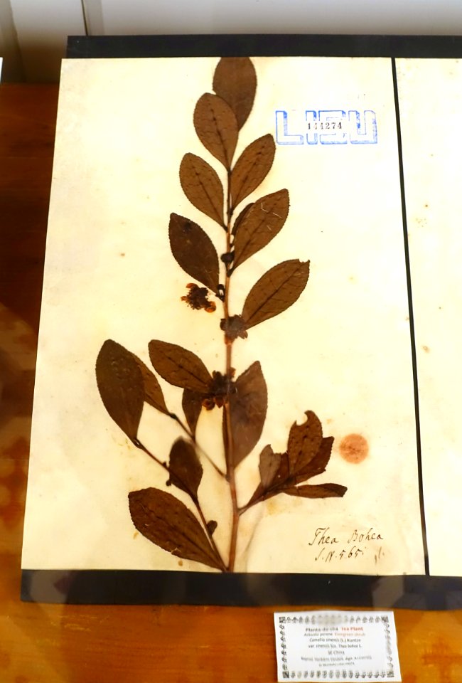 Camellia sinensis - Museu da Ciência da Universidade de Coimbra - University of Coimbra - Coimbra, Portugal - DSC09298