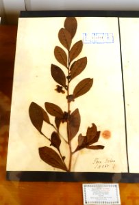 Camellia sinensis - Museu da Ciência da Universidade de Coimbra - University of Coimbra - Coimbra, Portugal - DSC09298