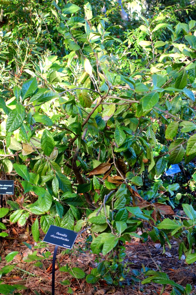 Camellia chrysanthoides - Mendocino Coast Botanical Gardens - DSC02305