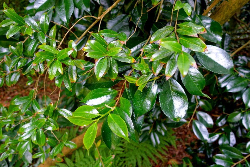 Camellia saluenensis - Trewidden Garden - Cornwall, England - DSC02374