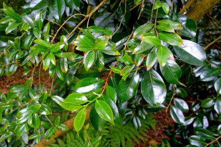Camellia saluenensis - Trewidden Garden - Cornwall, England - DSC02374