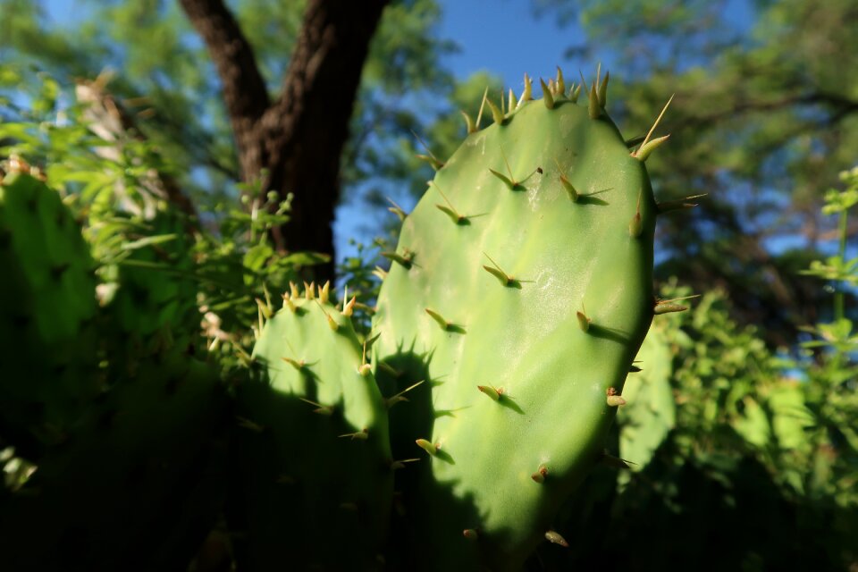 Cactus explore outside
