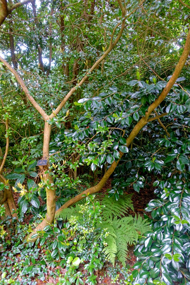Camellia saluenensis - Trewidden Garden - Cornwall, England - DSC02372