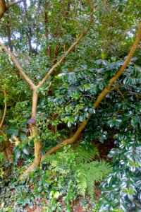 Camellia saluenensis - Trewidden Garden - Cornwall, England - DSC02372