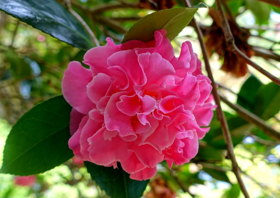Camellia x williamsii 'Mona Jury' - Trewidden Garden - Cornwall, England - DSC02335
