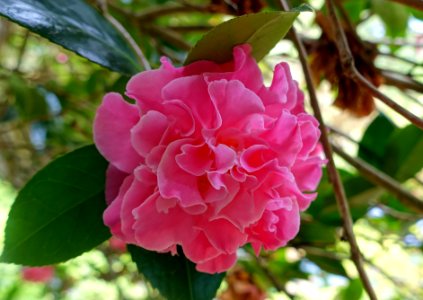 Camellia x williamsii 'Mona Jury' - Trewidden Garden - Cornwall, England - DSC02335