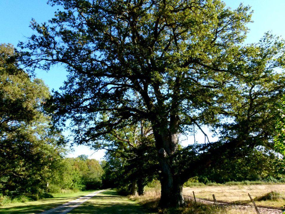Chêne de l'allée du château du Moulin 3