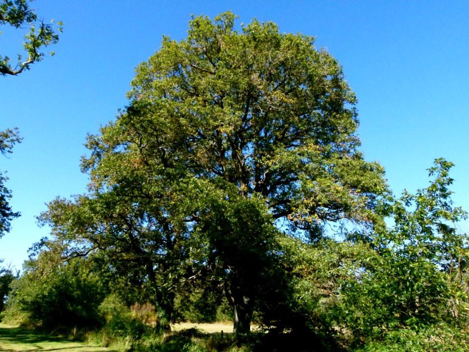 Chêne dans le parc du Château du Moulin