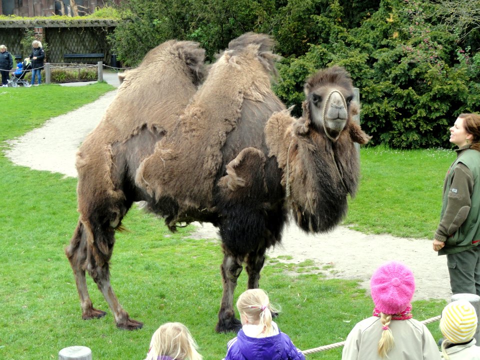 Camelus bactrianus - Copenhagen Zoo - DSC09051