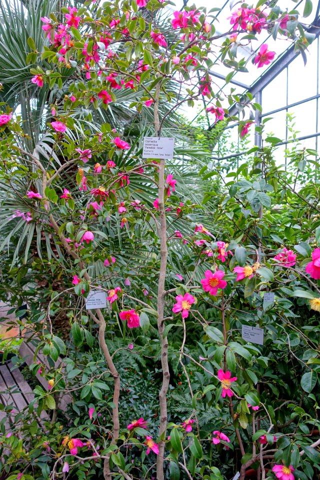Camellia sasanqua 'Paradise Glow' - Flora park - Cologne, Germany - DSC00538