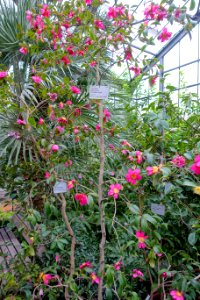 Camellia sasanqua 'Paradise Glow' - Flora park - Cologne, Germany - DSC00538
