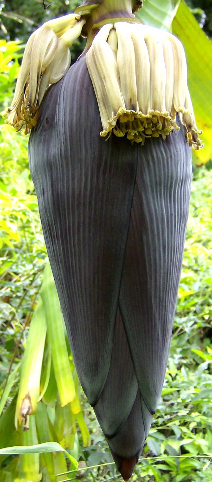 Cambur flower (Musa paradisiaca) 2