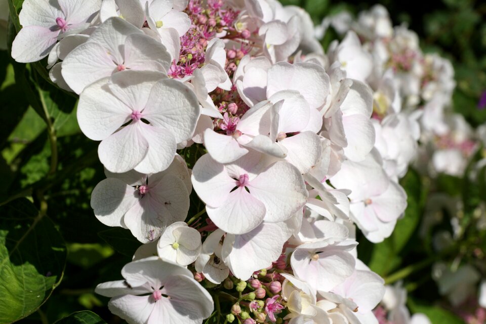 Nature spring blossom
