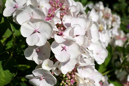Nature spring blossom