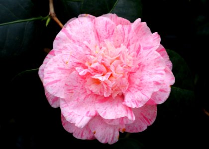 Camellia japonica 'Pelagii' - Wilhelma Zoo - Stuttgart, Germany - DSC01885