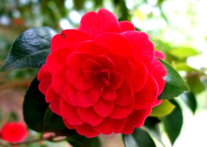 Camellia japonica 'Imbricata Rubra' - Trebah Garden - Cornwall, England - DSC01254