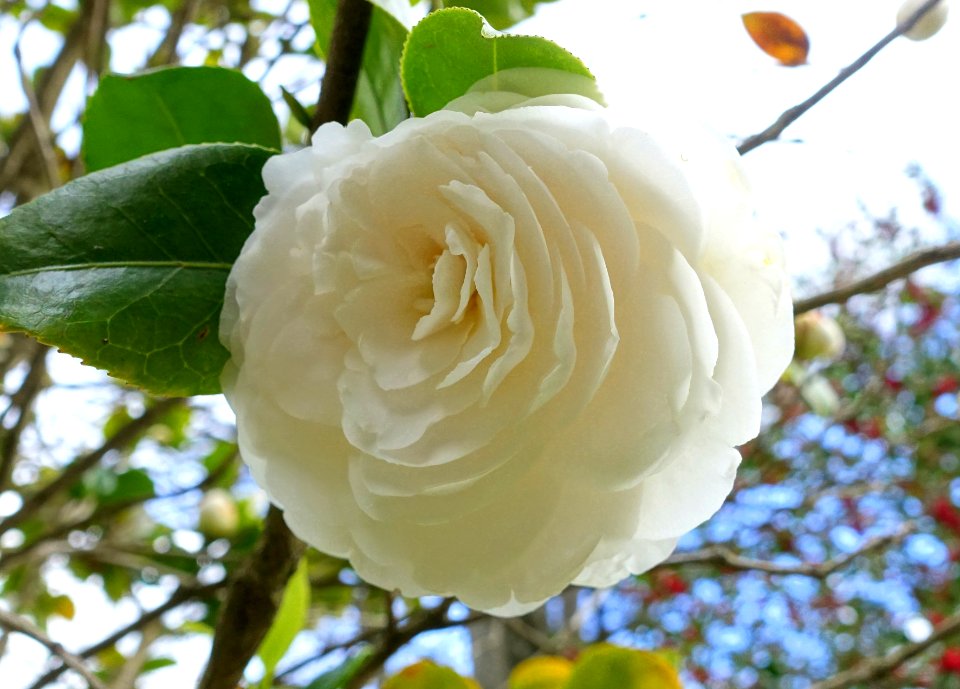 Camellia - Villa Grazioli - Grottaferrata, Italy - DSC03515