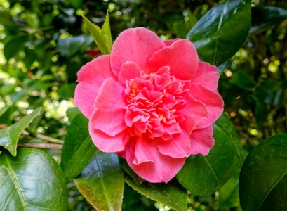 Camellia - Bowood - Wiltshire, England - DSC00387