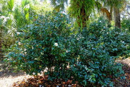 Camellia japonica 'Betty Sheffield Pink' - Bok Tower Gardens - DSC02202