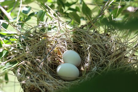 Nature birds nest beige photo