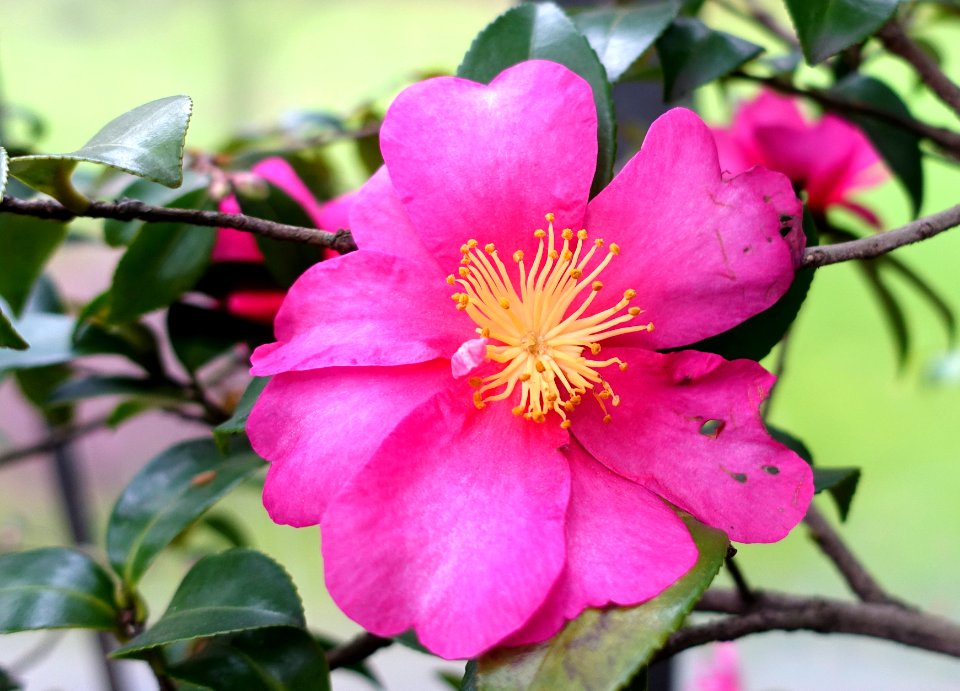 Camellia hiemalis 'Kanjiro' - Flora park - Cologne, Germany - DSC00566