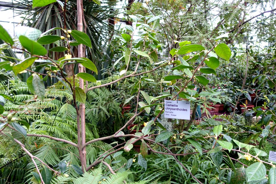 Camellia chrysanthoides - Flora park - Cologne, Germany - DSC00519