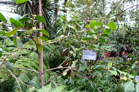 Camellia chrysanthoides - Flora park - Cologne, Germany - DSC00519