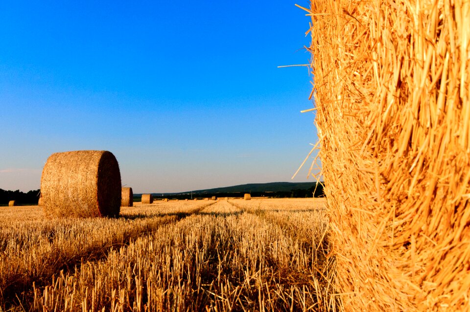 Summer straw harvested