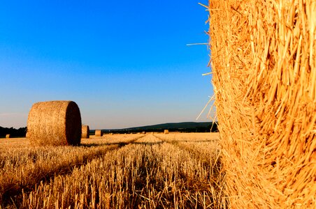 Summer straw harvested