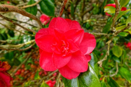 Camellia japonica 'Drama Girl' - Trewidden Garden - Cornwall, England - DSC02434