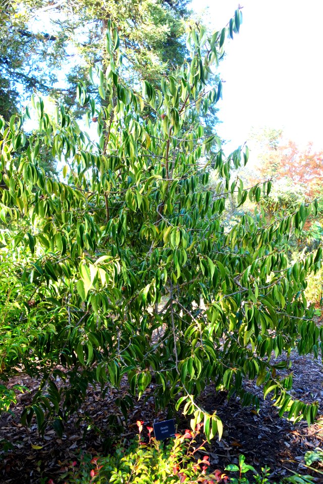 Camellia mairei var. lapidea (Camellia lapidea) - Mendocino Coast Botanical Gardens - DSC02296