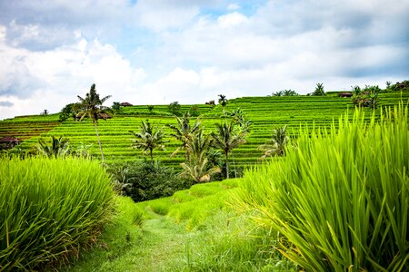 Rice rice fields rice cultivation photo