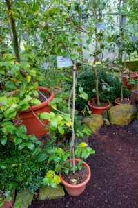 Camellia saluenensis - Flora park - Cologne, Germany - DSC00473