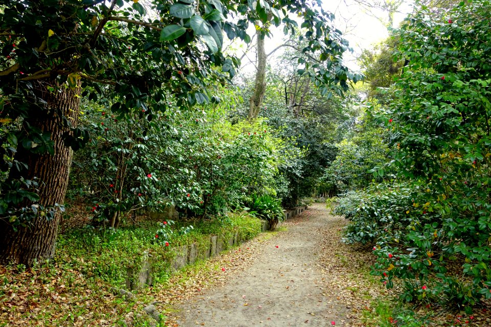Camellias - Shōsei-en - Kyoto, Japan - DSC06926