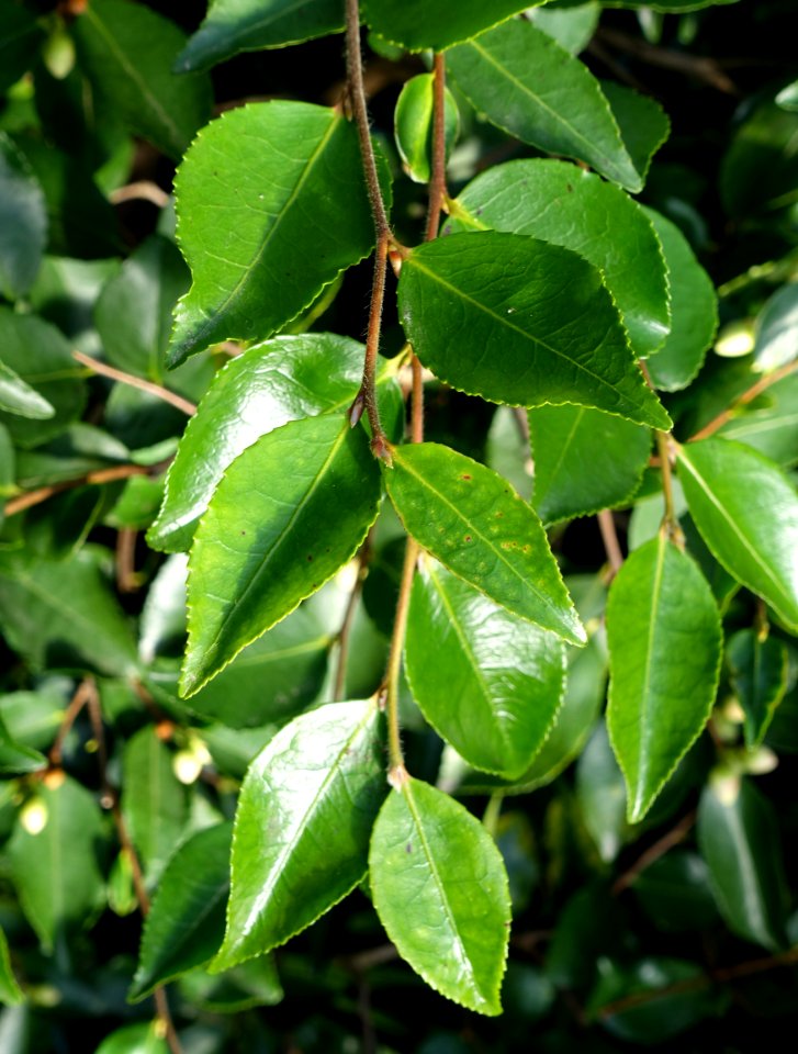 Camellia lutchuensis - Wilhelma Zoo - Stuttgart, Germany - DSC01915