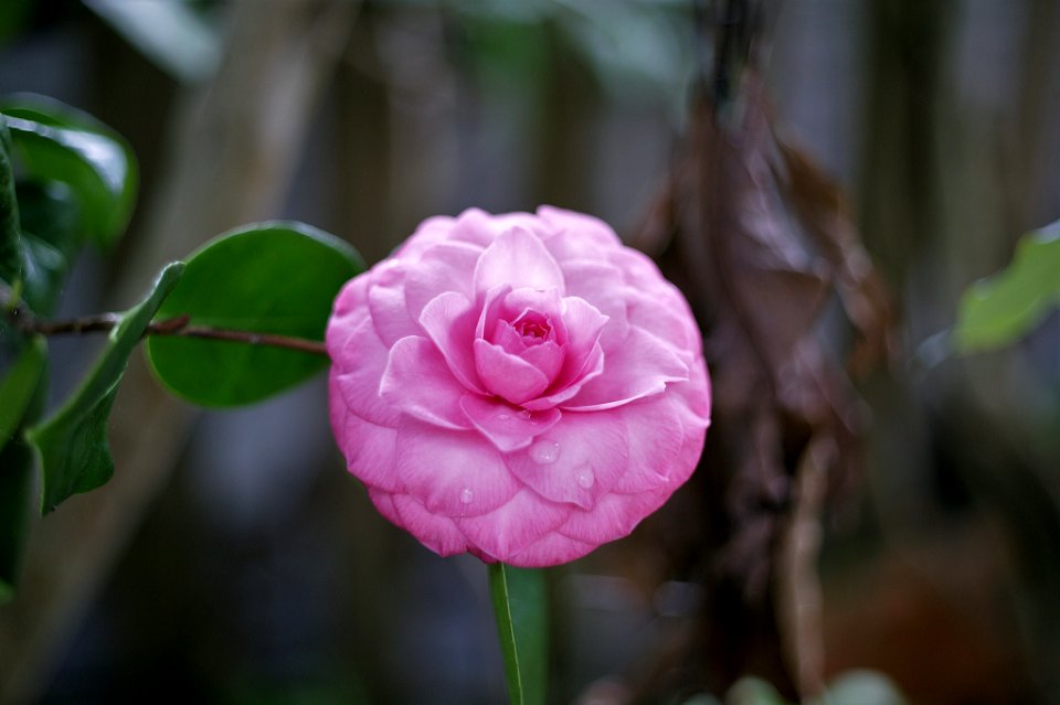 Camelia (253941083)