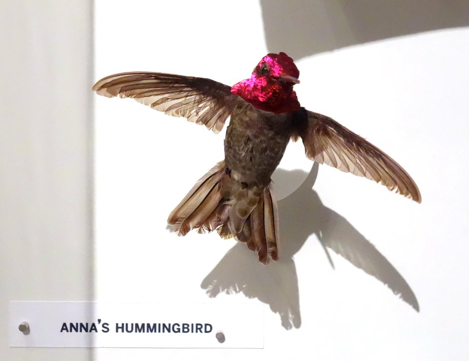 Calypte anna (Anna's hummingbird) - Oakland Museum of California - DSC05329