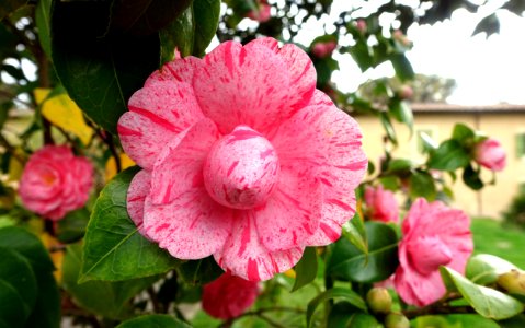 Camellia - Villa Grazioli - Grottaferrata, Italy - DSC03516