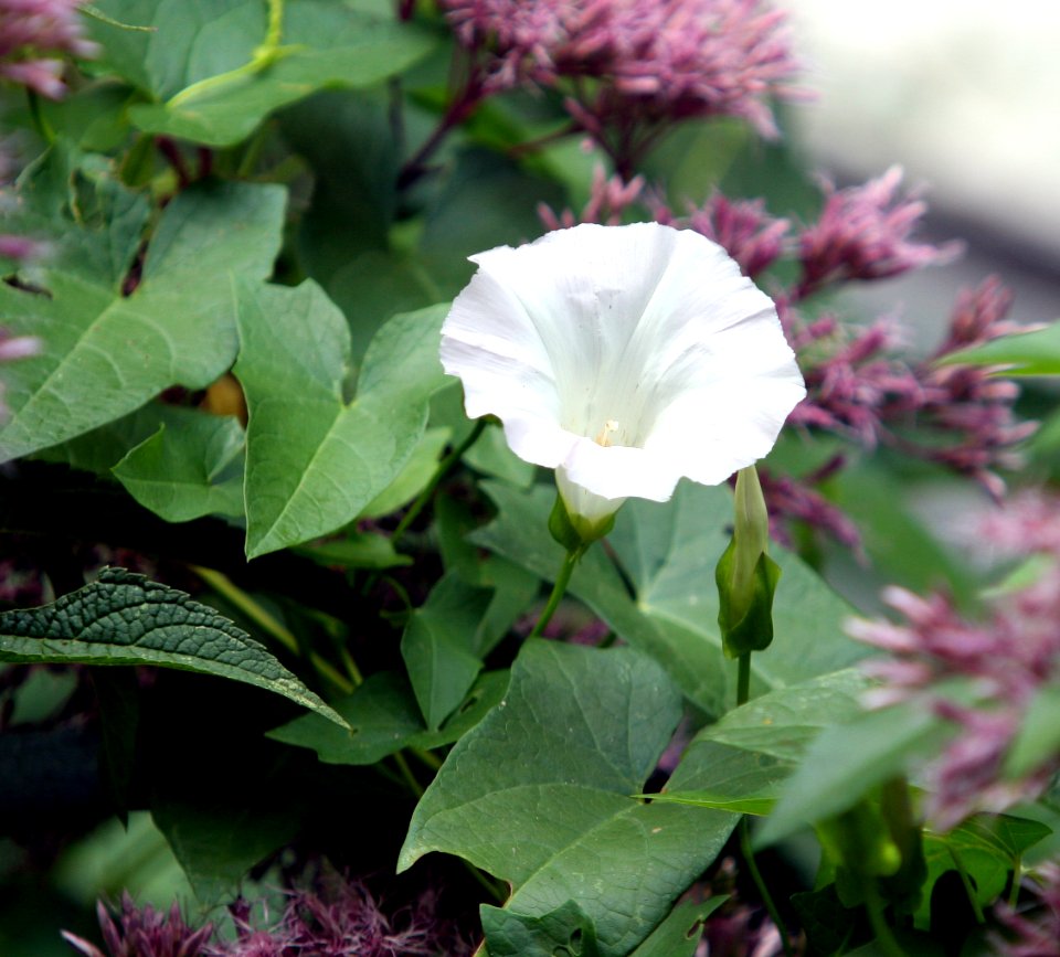 Calystegia sepium flower