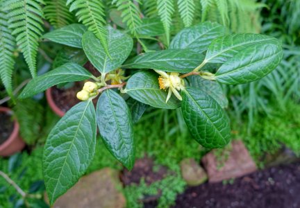 Camellia chrysanthoides - Flora park - Cologne, Germany - DSC00523