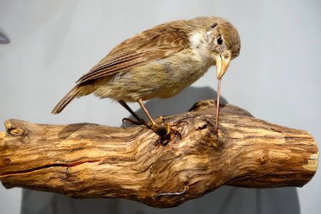 Camarhynchus pallidus - Hessisches Landesmuseum Darmstadt - Darmstadt, Germany - DSC00111