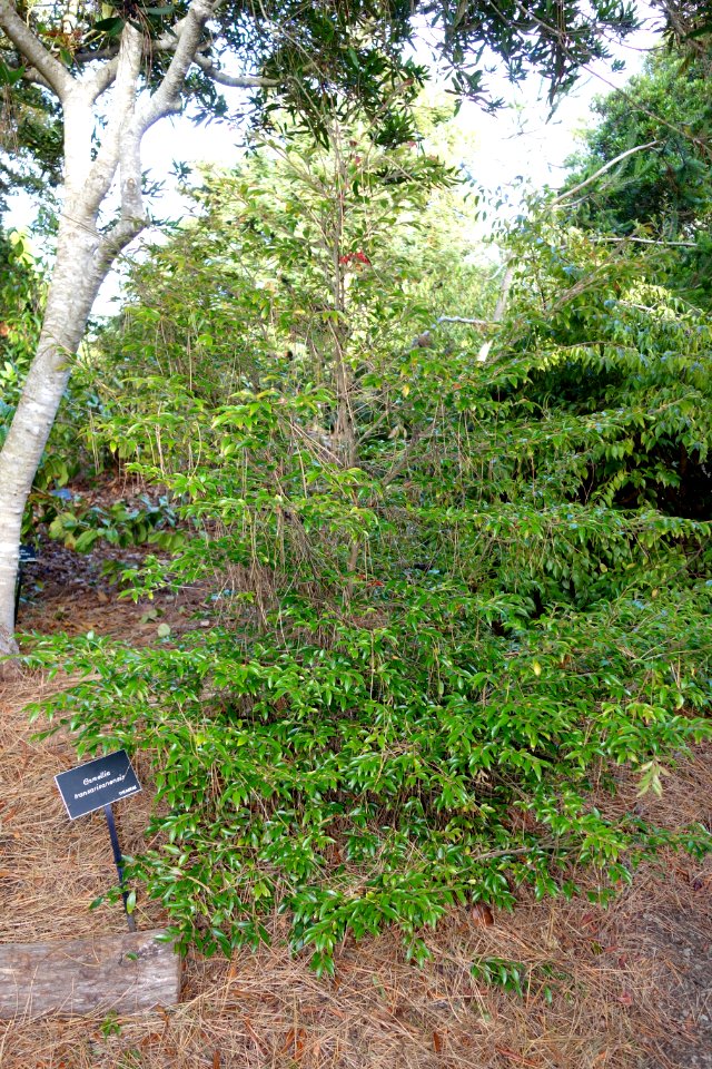 Camellia transarisanensis - Mendocino Coast Botanical Gardens - DSC02310