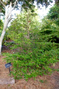 Camellia transarisanensis - Mendocino Coast Botanical Gardens - DSC02310