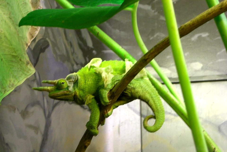 Caméléon du zoo de Taronga
