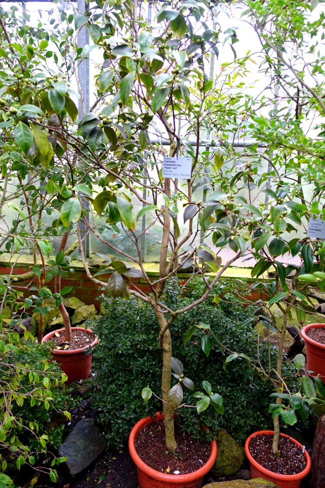 Camellia irrawadiensis 'Paper Doll' - Flora park - Cologne, Germany - DSC00476