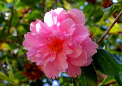 Camellia × williamsii 'Galaxie' - Caerhayes Castle gardens - Cornwall, England - DSC02972