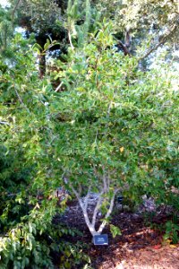 Camellia saluenensis - Mendocino Coast Botanical Gardens - DSC02300