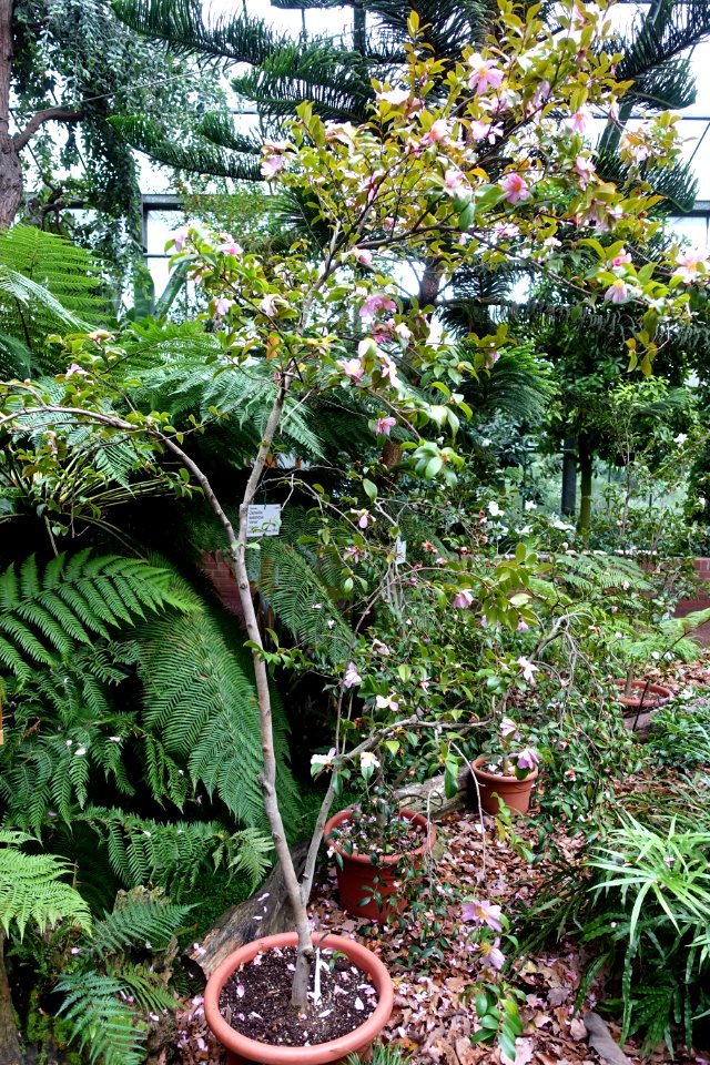 Camellia sasanqua 'Venus' - Flora park - Cologne, Germany - DSC00481