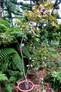 Camellia sasanqua 'Venus' - Flora park - Cologne, Germany - DSC00481
