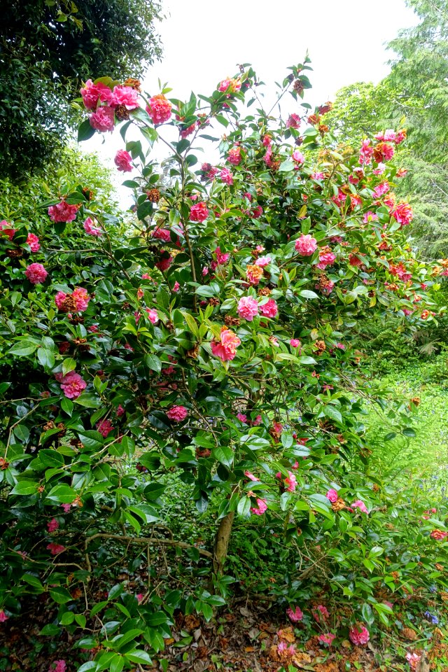 Camellia x williamsii 'Mona Jury' - Trewidden Garden - Cornwall, England - DSC02341